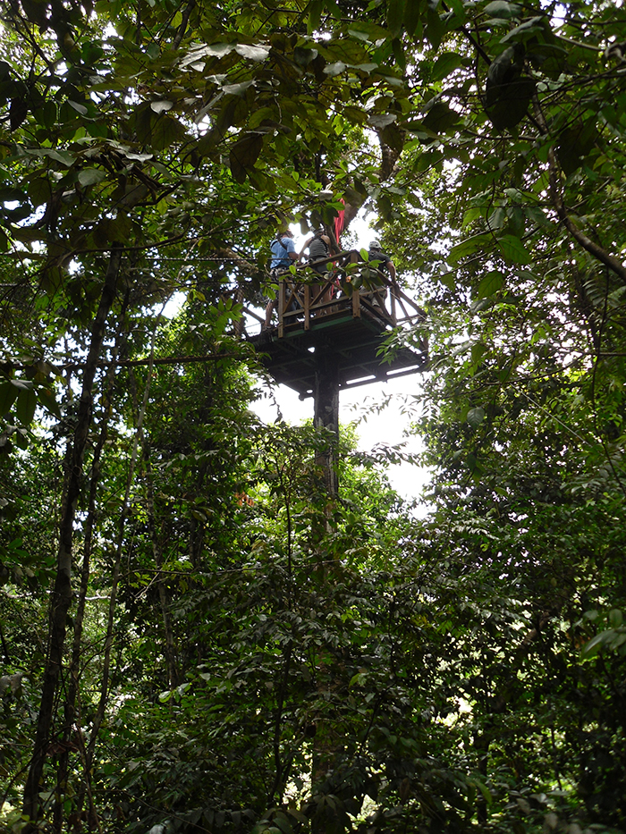 Treetop Adventure St. Lucia