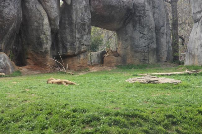 Lions at the NC Zoo